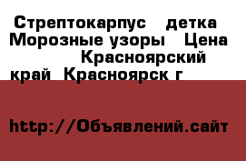 Стрептокарпус ( детка) Морозные узоры › Цена ­ 130 - Красноярский край, Красноярск г.  »    